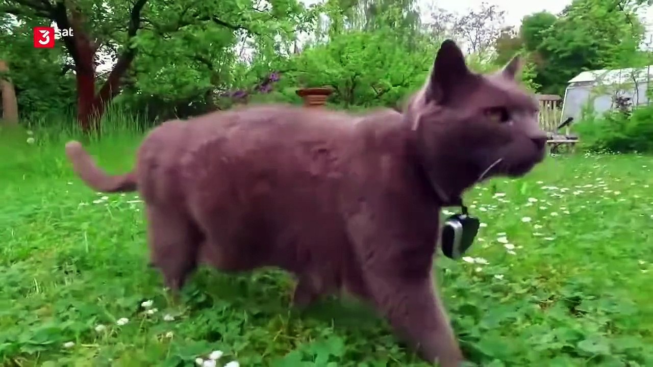 Wilde Miezen - Katzen allein unterwegs