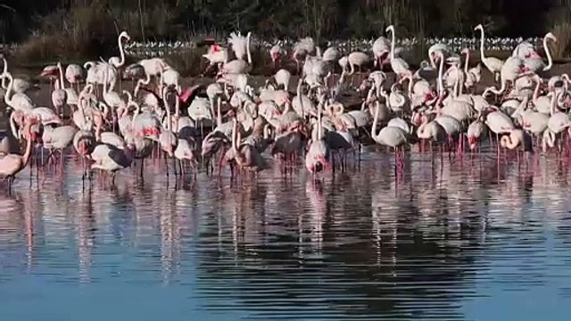 Los arroceros reclaman medidas ante la multiplicación de flamencos en la Albufera