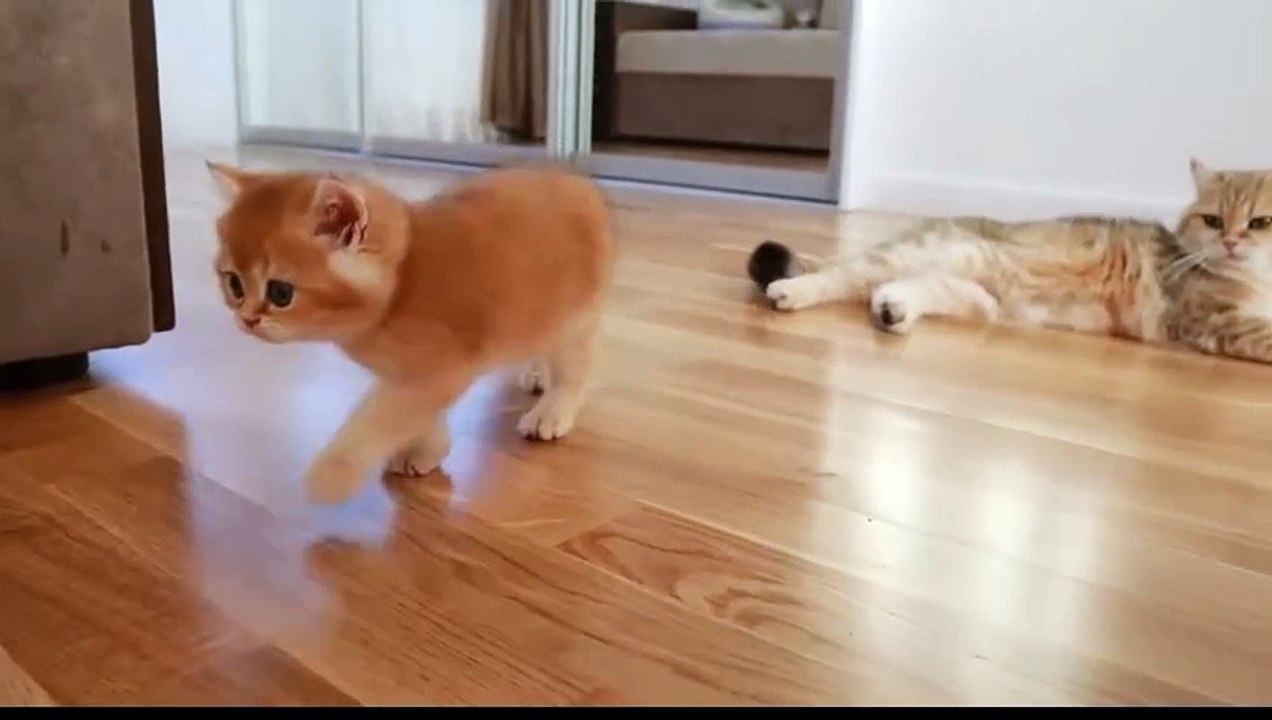 The Funny little cats