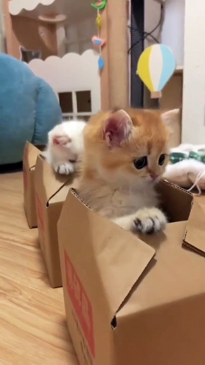 Cute cat's 