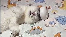 Funniest cats 