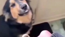 Funny dogs 
