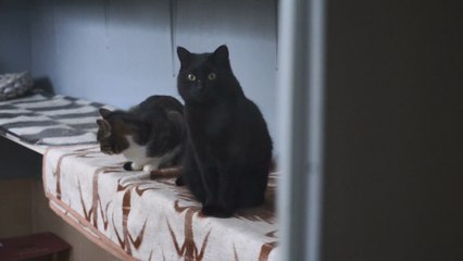 Jak wygląda proces adopcji zwierzęcia