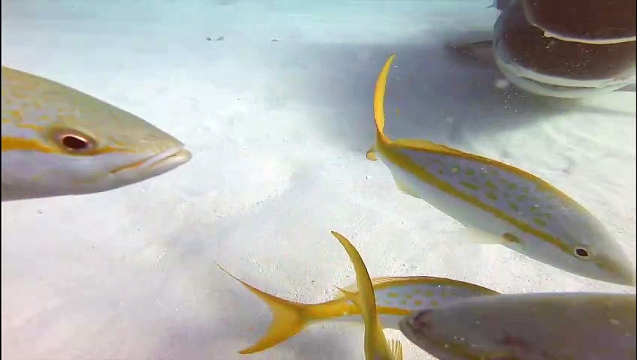 Tiger Shark Bites Camera