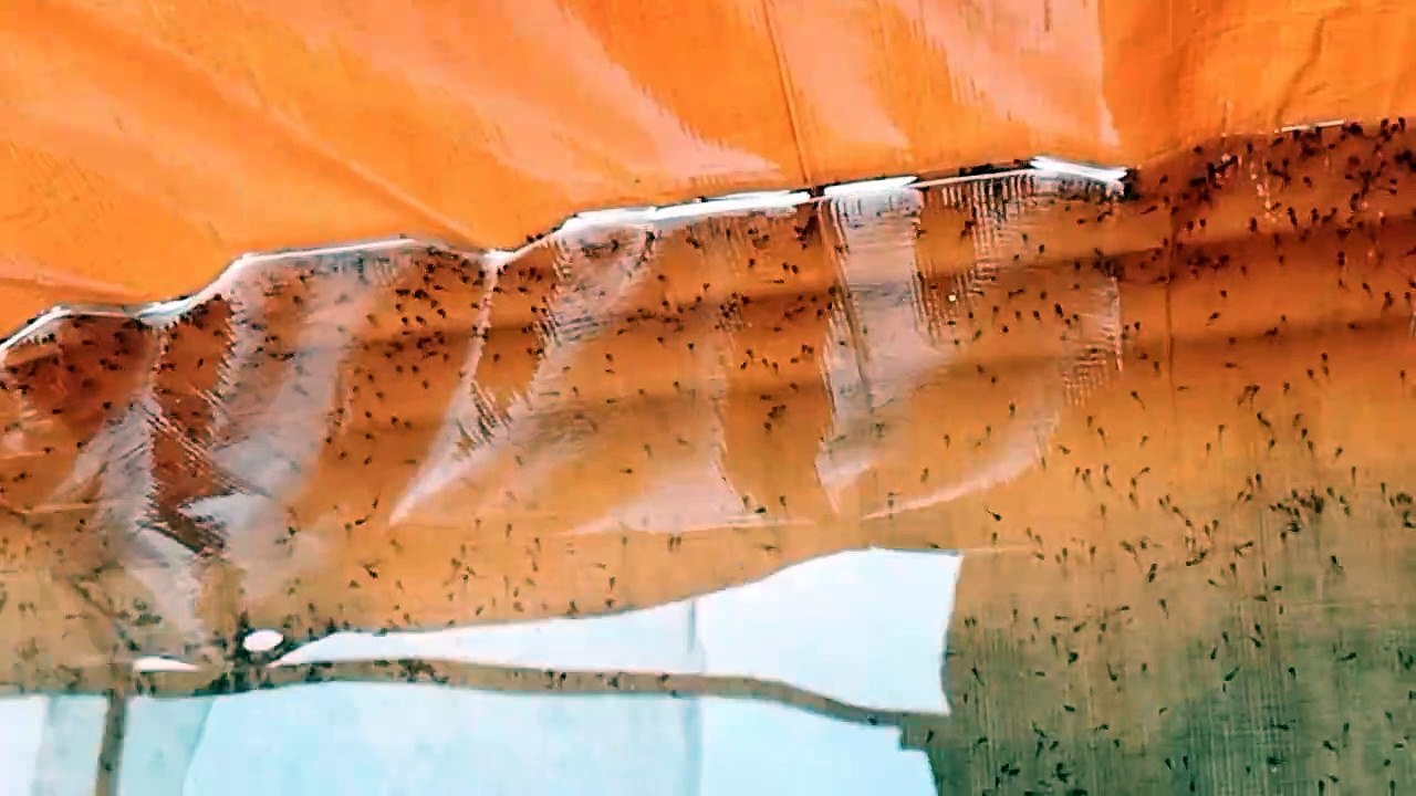 Larva lele ini sudah menanti pakan cacing sutera dari sang majikan