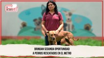 Brindan segunda oportunidad a perritos rescatados en el metro