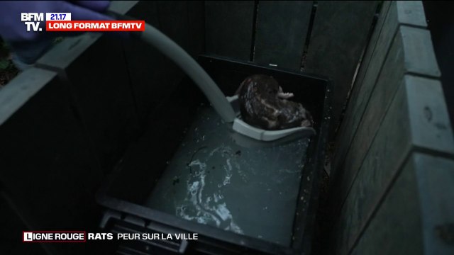 LIGNE ROUGE - Il y a des capteurs qui permettent de savoir combien de rats viennent régulièrement manger