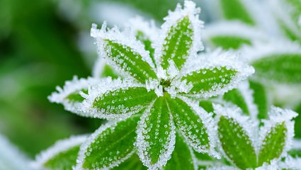 How to Protect Plants From Frost
