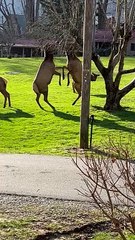 Elk Duke It Out in Neighborhood