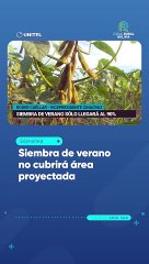 Siembra de verano no cubrirá área proyectada