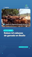 Roban 42 cabezas de ganado en Basilo
