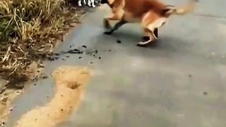 Cat Vs dog fighting