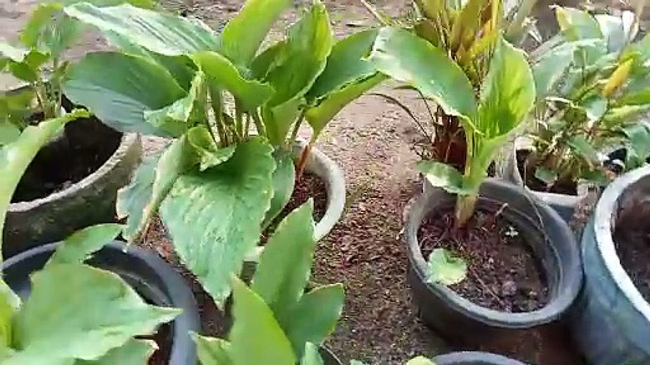 tanaman herbal