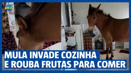 Mula come manga na cozinha e viraliza nas redes sociais