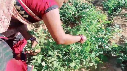 New Year Special __ आलू साग के पराठे आज इतनी ठण्डी में आलू साग के पराठे मिल जाए तो मजा आ जायेगा