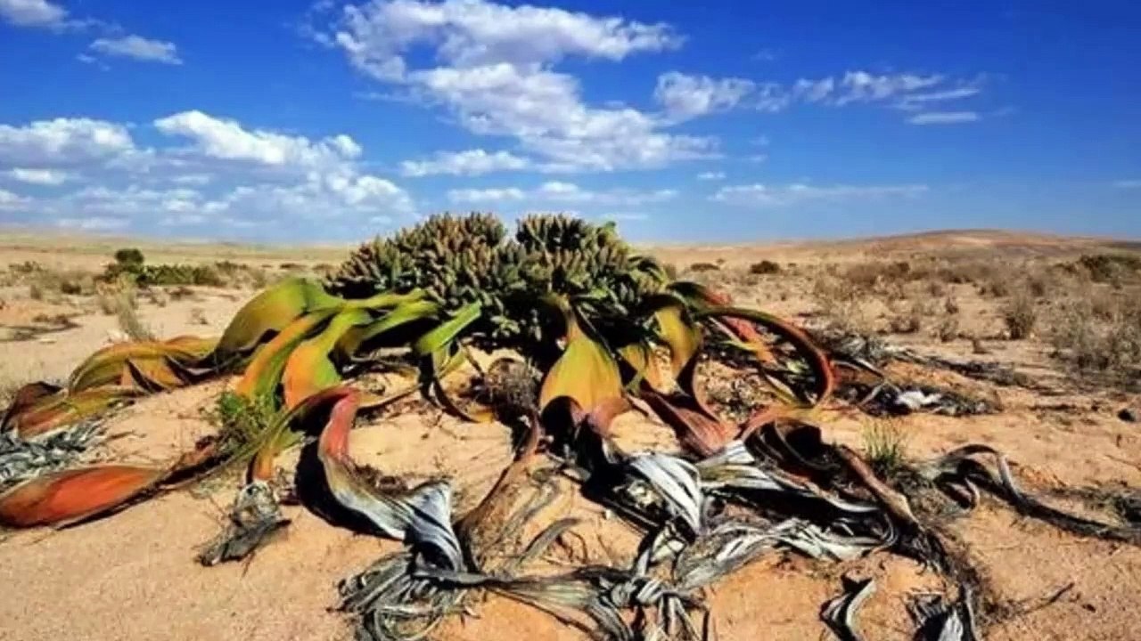 Bờ biển xương giữa sa mạc Namibia