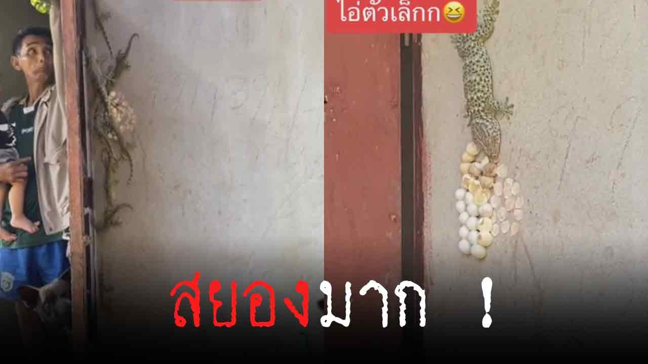 หัวใจจะวาย... เปิดประตูบ้านแล้วมาเจอแบบนี้ไหวไหมถามใจดู