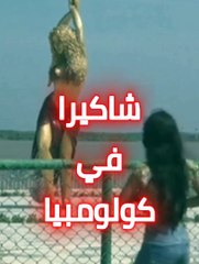 كولومبيا تنصب تمثال شاكيرا في مسقط راسها