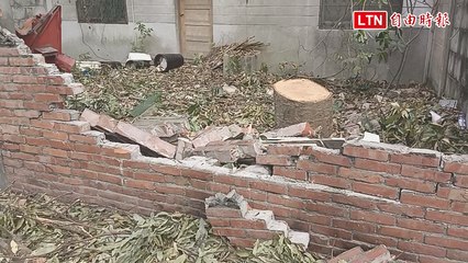台中光復新村60年老樹遭砍，文化景觀保護引發認知差異 🌳