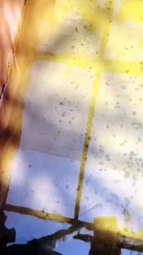 Sudah menanti pakan cacing sutera, larva lele berenang lincah