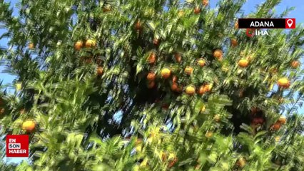 Adana'da mandalina yüzleri güldürüyor