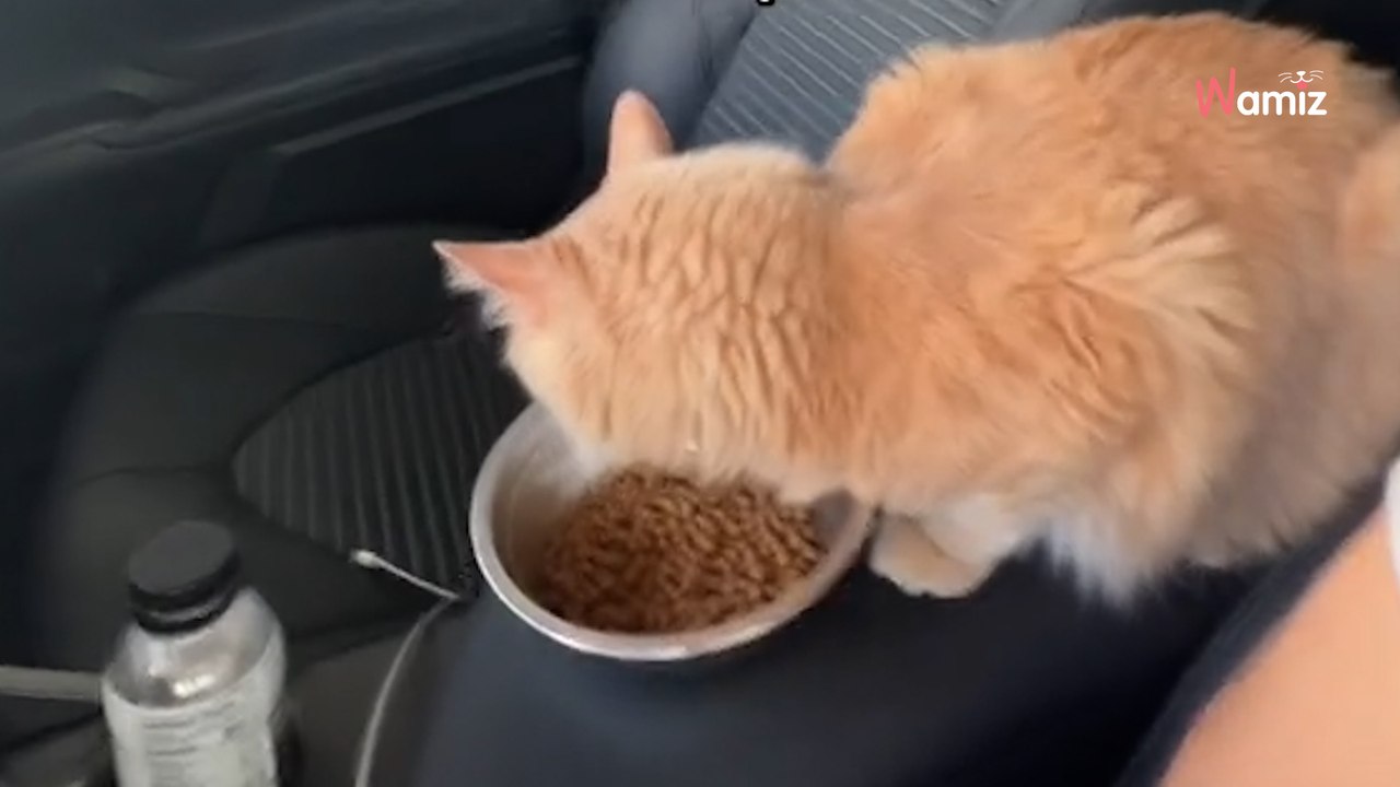 Son propriétaire fait l'état des lieux : il cache un « petit détail » dans sa voiture qu'il a oublié de mentionner (vidéo)