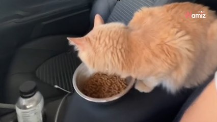 Son propriétaire fait l'état des lieux : il cache un « petit détail » dans sa voiture qu'il a oublié de mentionner (vidéo)