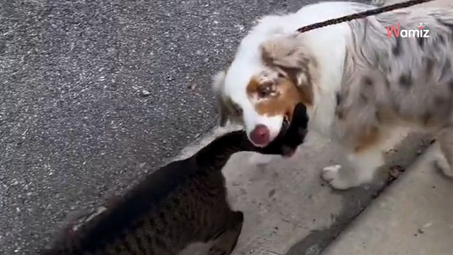 Ils se promènent avec leur toutou : la balade prend un tournant curieux quand un intrus s'approche sans invitation (vidéo)