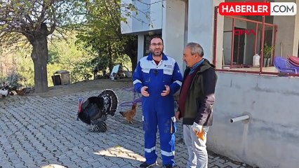 Hayatını kaybeden kadının beslediği hindisi emekli hayvanlar çiftliğine yerleştirildi