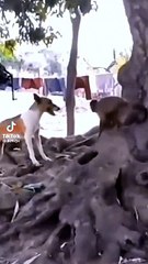 Đấm Đụng Tới Anh Em Tụi Tao: Chuyến Cười Thả Ga 🎉