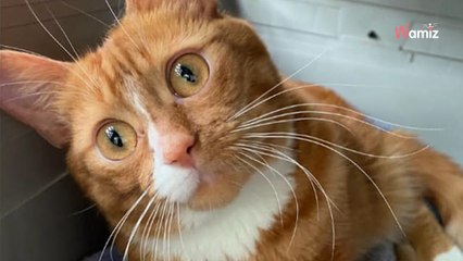 Un chat boîte et perd l'équilibre dans un parc : il a un geste qui va tout changer (vidéo)