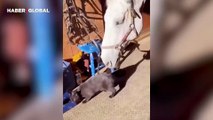 Kediyi korkuttu ardından gülme krizine girdi, atın görüntüleri sosyal medyayı salladı