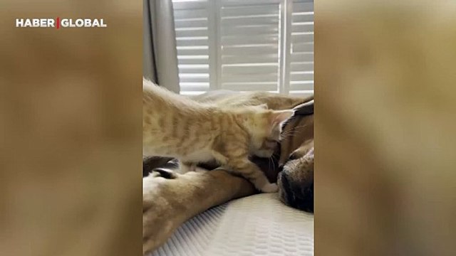 Duygulandıran anlar: Kediyi yavrusu gibi seven köpek izlenme rekoru kırdı!