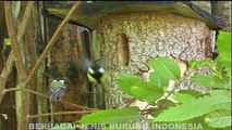 CARA BURUNG  Merawat ANAK SAMPAI bisa TERBANG