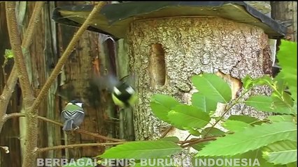 CARA BURUNG  Merawat ANAK SAMPAI bisa TERBANG