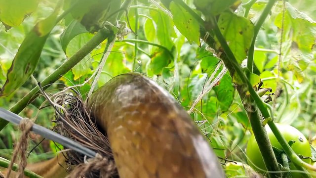 Elang, Gagak Merah, Ular, Cuckoo, Coucal Menyerang bayi burung _ Bayi burung dimakan