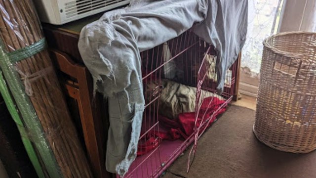 Barely alive dog still wagged her tail at rescuers after almost starving to death