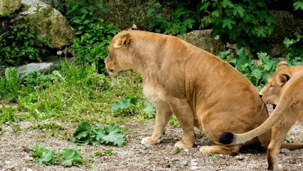 Relaxing Music With Beautiful Wildlife Animals and Relax Music for Stress Relief