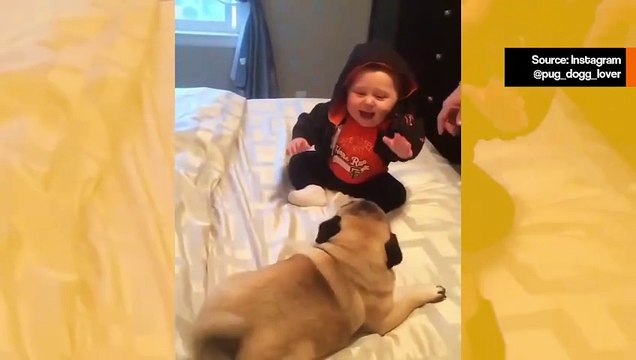 Suloinen video: pug-koirat ja vauva viettävät elämänsä onnellisinta päivää