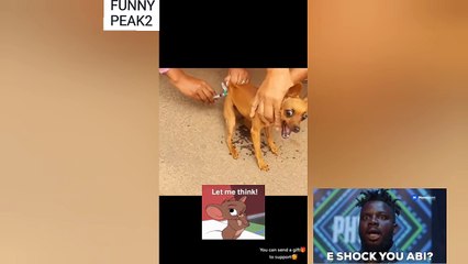 Have You seen this Puppy 