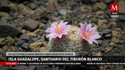 Isla Guadalupe: el santuario del tiburón blanco más importante