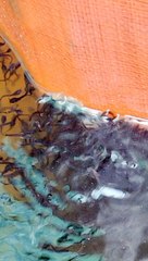 Lakukan pemberian pakan pasta 3x sehari, pagi, siang dan malam