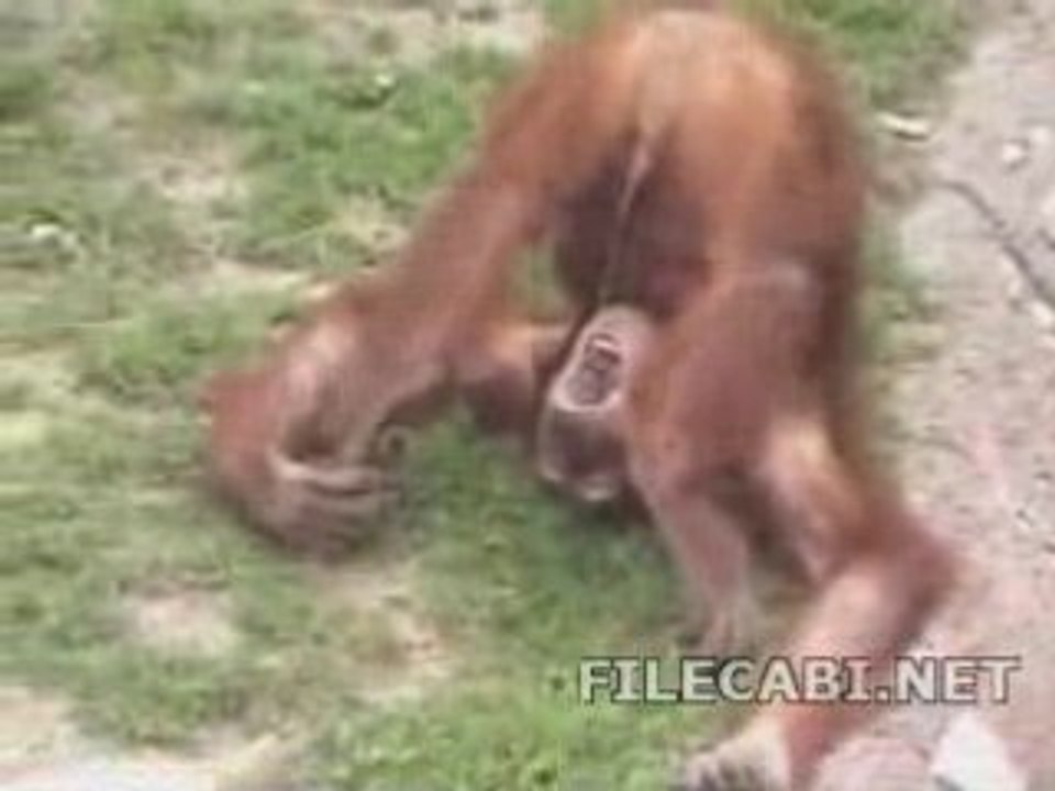 Thirsty_Monkey
