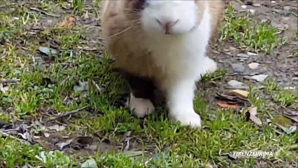 Tippy il coniglietto hippy