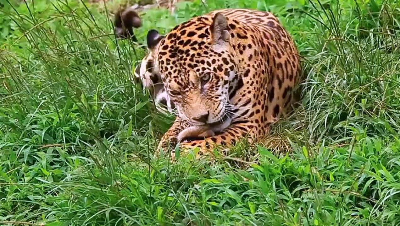 leopard in jungol