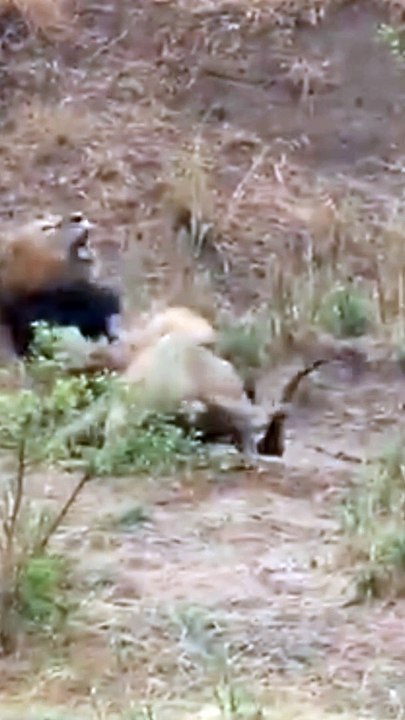 Incredible Lion Battle