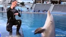 Festa al parco Oltremare di Riccione, la delfina Mia compie 15 anni