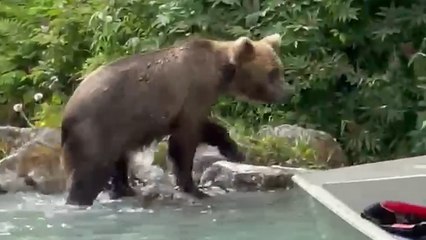 This Bear Swims Extremely Close to Tourists