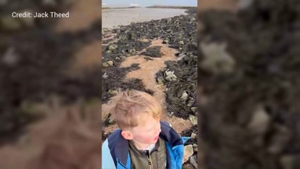 Huge whale washes up on River Thames