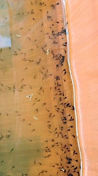 Baru 1 hari diberi CACING SUTERA Larva lele sudah tumbuh mengembang, bagaimana kalau 1 Minggu❓